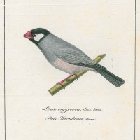 VÖGEL. - Kernbeißer. Bild 1
