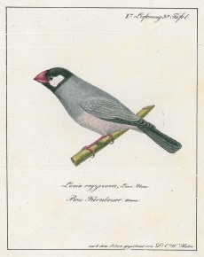 Picture 1