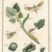 SCHMETTERLINGE. - Achateule. Bild 1