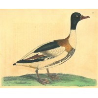 Picture 1