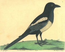 Picture 1