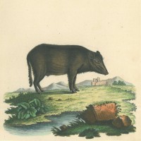 SCHWEIN. - Wildschwein. Picture 1