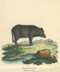 Picture 1