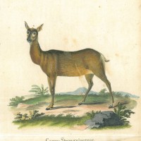 HIRSCH. Bild 1