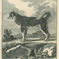 HUNDE. - Eskimohund. Bild 1