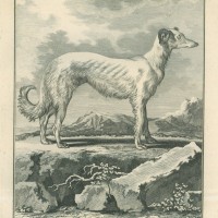HUNDE. Bild 1