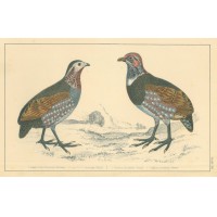Picture 1