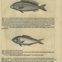 FISCHE. - Stockfisch. Picture 1