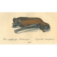 FLEDERMAUS. Picture 1