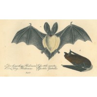 FLEDERMAUS. Bild 1