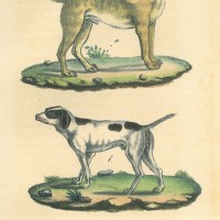 HUNDE. Bild 1