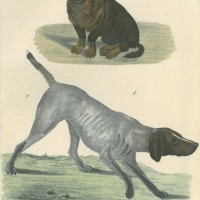 HUNDE. Bild 1