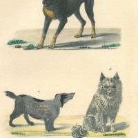 HUNDE. Bild 1