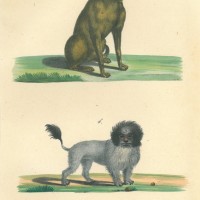 HUNDE. Bild 1
