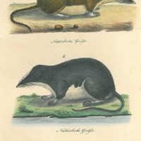 NAGETIERE. - Maus. Picture 1