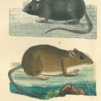 NAGETIERE. - Maus. Picture 1