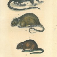 NAGETIERE. - Ratte. Bild 1