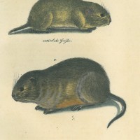 NAGETIERE. - Maus. Bild 1