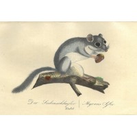 NAGETIERE. - Siebenschläfer. Bild 1