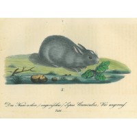 HASE. Bild 1
