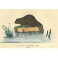 NAGETIERE. - Biber. Picture 1