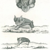 FLEDERMAUS. - Hufeisennasenartige. Picture 1