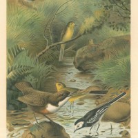 VÖGEL. Picture 1