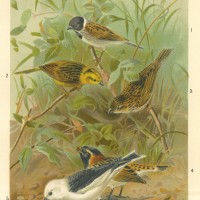 VÖGEL. - Ammern. Picture 1