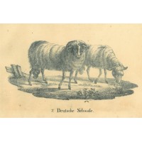 Picture 1