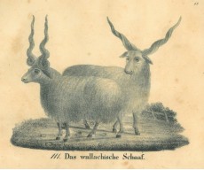 Picture 1