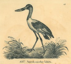 Picture 1