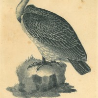 Picture 1