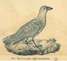 Picture 1