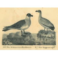 Picture 1