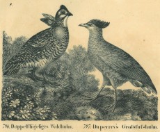 Picture 1