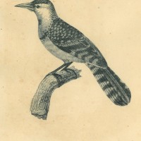 Picture 1