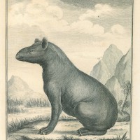 TAPIR. Bild 1