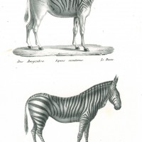 Picture 1