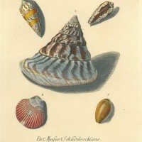 KRÄUSEL. Bild 1