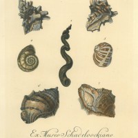 RÖHRSCHNECKEN. Bild 1