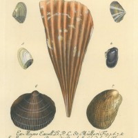 SCHINKEN-MUSCHEL. Picture 1