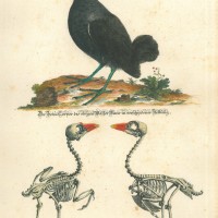 VÖGEL. - Huhn. Bild 1