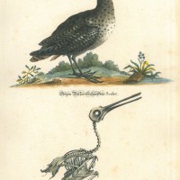 VÖGEL. - Schnepfe. Picture 1