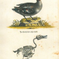 VÖGEL. - Ente. Bild 1