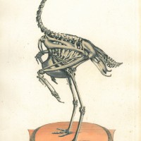 VÖGEL. - Trappe. Bild 1