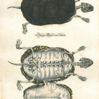 SCHILDKRÖTE. Bild 1