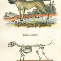 HUNDE. Picture 1