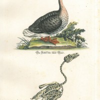VÖGEL. - Gans. Bild 1