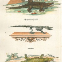 KROKODIL. Bild 1