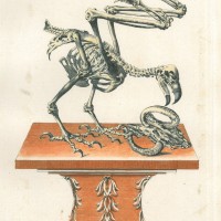 VÖGEL. - Adler. Picture 1